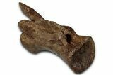 Ornithomimid Dinosaur (Struthiomimus?) Vertebra - Montana #353287-3